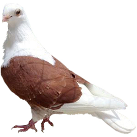 Aachen Lacquer Shield Owl Pigeon